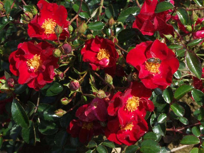 Pinnakatteroos Alcantara