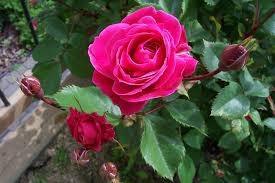 Pargiroos Alexander Mac Kenzie