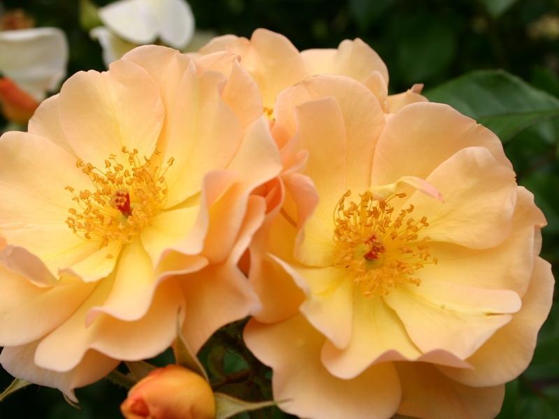 Pinnakatteroos Amber Sun