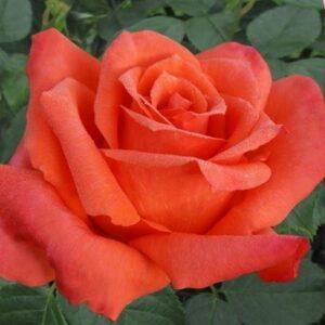 Peenraroos Anne Vanderlove