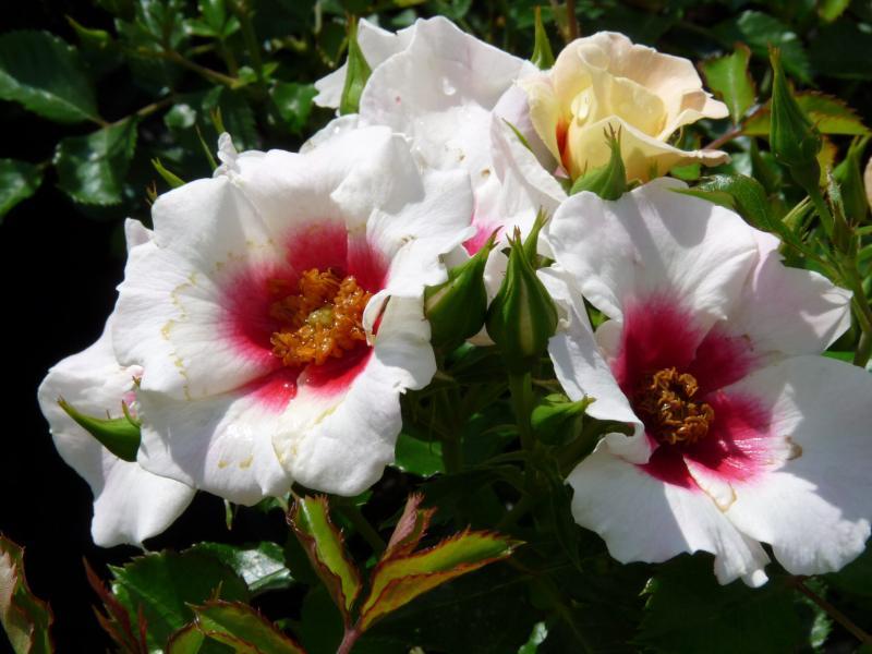 Peenraroos Aria Babylon Eyes