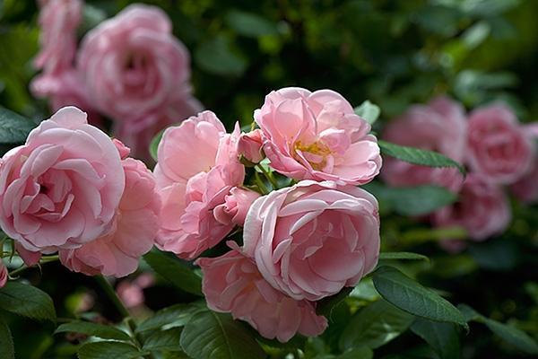 Põõsasroos Astrid Lindgren