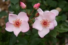 Pinnakatteroos Astronomia,