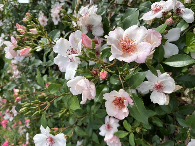 Pinnakatteroos Astronomia, S(Bod) - Image 2