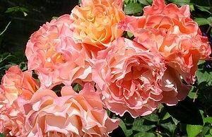 Peenraroos Augusta Luise