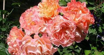 Peenraroos Augusta Luise