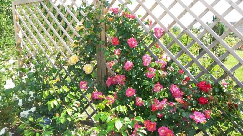 Roniroos Bajazzo, CLI  ADR - Image 2