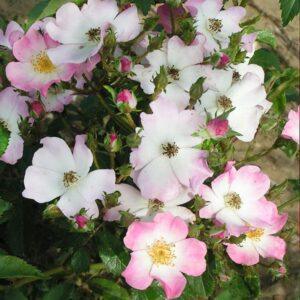 Pargiroos Ballerina, Hyb Musk S