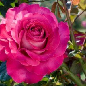 Peenraroos Baron E. De Rothschild