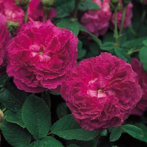 Pargiroos Belle de Grecy