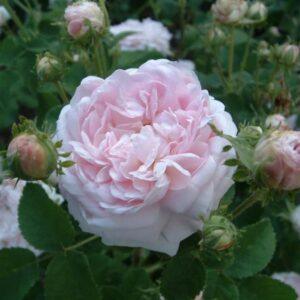 Pargiroos Belle Isis