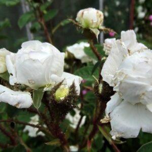 Pargiroos Centifolia Muscosa Blanche Moreau Rose