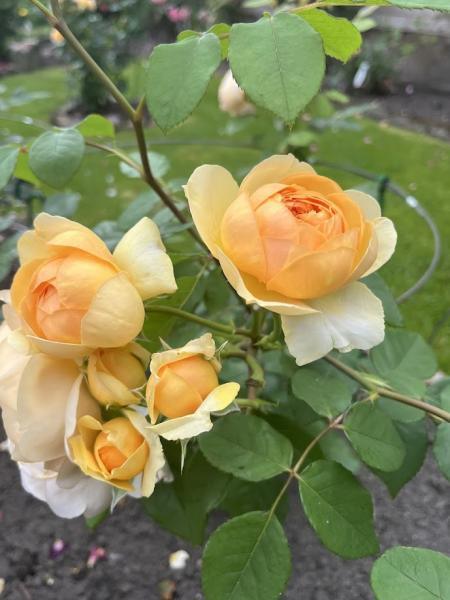 Põõsasroos Bring me Sunshine, S - Image 2