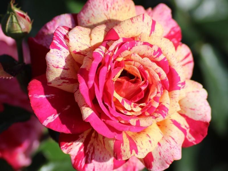 Peenraroos Broceliande