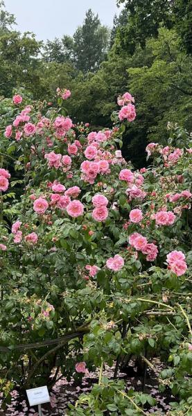 Roniroos Camelot, CLI  ADR - Image 2