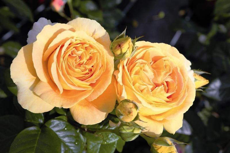 Peenraroos Candlelight