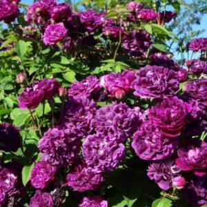 Pargiroos Cardinal de Richelieu