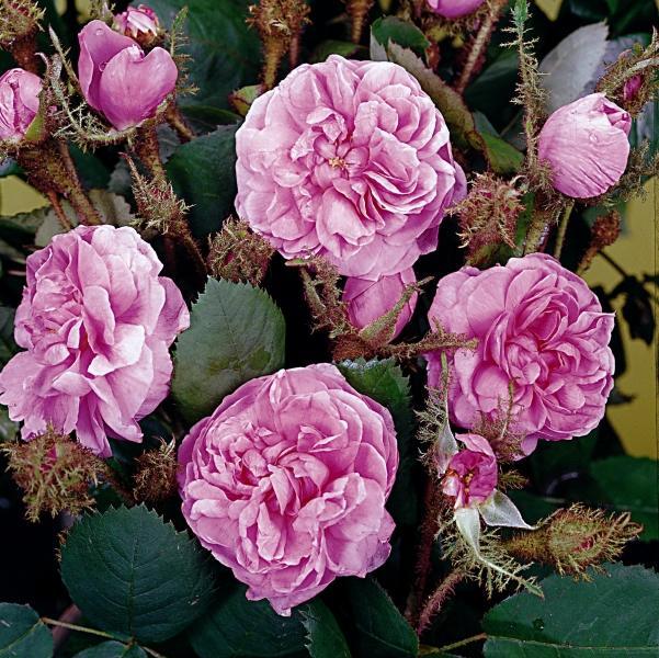 Pargiroos Centifolia Muscosa