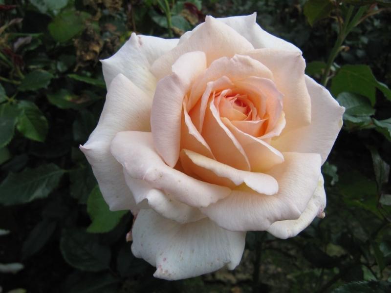 Peenraroos chandos beauty