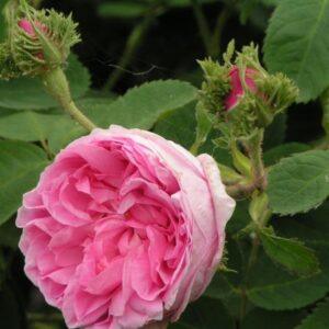 Pargiroos Chapeau de Napoleon