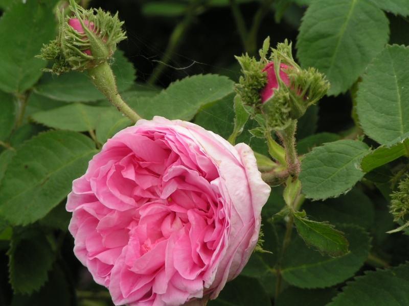 Pargiroos Chapeau de Napoleon