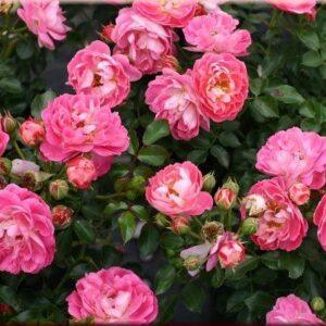 Pinnakatteroos Charmant