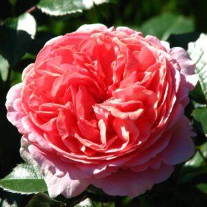 Peenraroos Chippendale