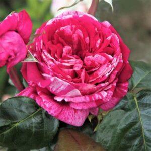 Peenraroos Crazy Fashion