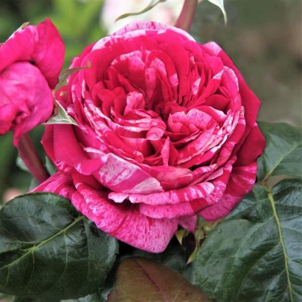 Peenraroos Crazy Fashion