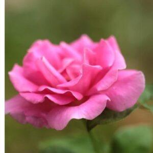 Pargiroos De Montarville