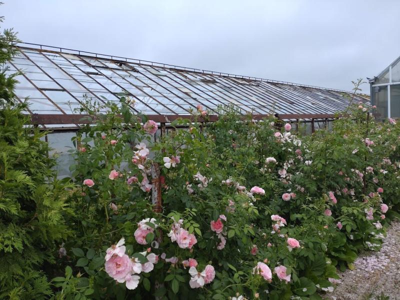 Roniroos Kir Royal, LCI  ADR - Image 2