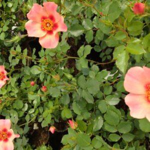 Peenraroos For Your Eyes Only