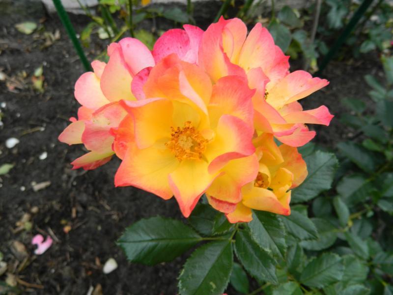 Peenraroor Summer of Love F,  ADR - Image 2