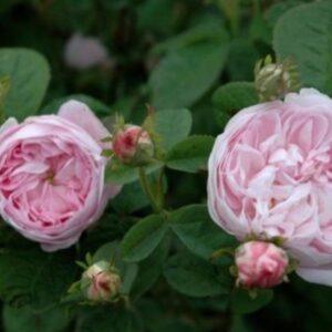 Pargiroos Duchesse de Montebello