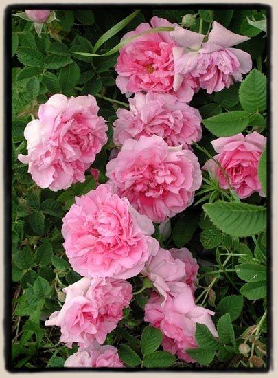 Põõsasroos Empress Josephine