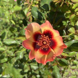 Peenraroos Fancy Babylon Eyes