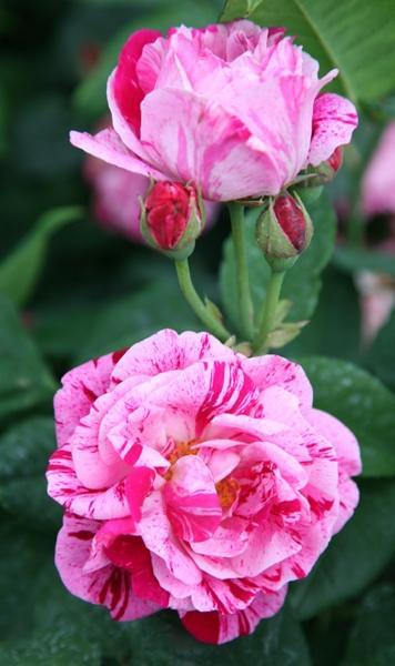 Pargiroos Ferdinand Pichard