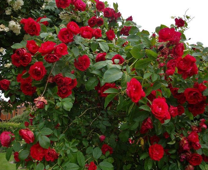 Roniroos Flammentanz