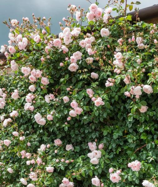 Põõsasroos The Generous Gardener