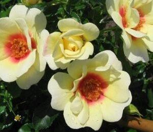 Peenraroos Glorious Babylon Eyes