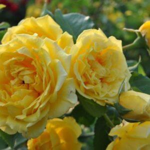 Roniroos Golden Gate