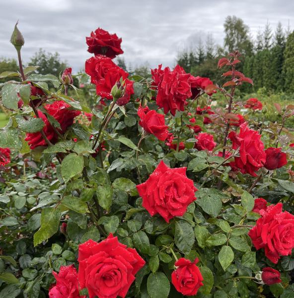 Peenraroos Grande Amore