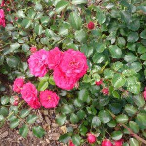 pinnakatteroos Gärtnerfreude-Toscana