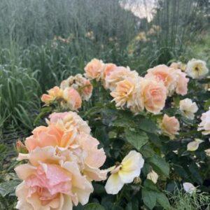 Peenraroos Hansestadt Rostock