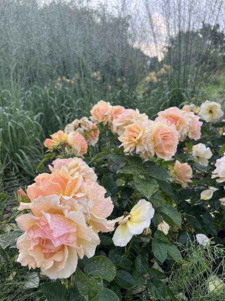 Peenraroos Hansestadt Rostock