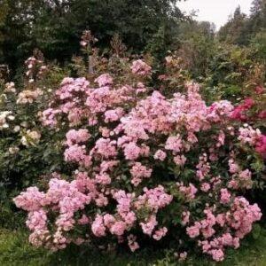 Pargiroos Heavenly Pink