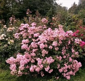 Pargiroos Heavenly Pink