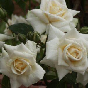 Roniroos Ilse Krohn Superior