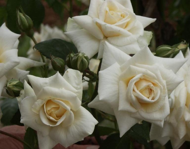 Roniroos Ilse Krohn Superior