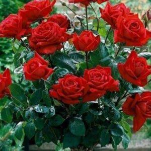 Roosipuu Ingrid Bergman